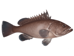 warsaw grouper